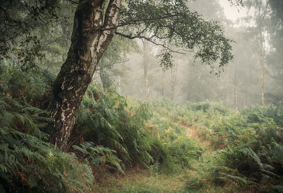 mattoliver73's tweet image. Among trees. Apologies bit of a sales pitch :) I&apos;ll be putting together a box set of images, A4 to complement a Zine I produced. Subscribe via my website for details when it goes live and a to get discount on any pre-orders. Thanks :-)