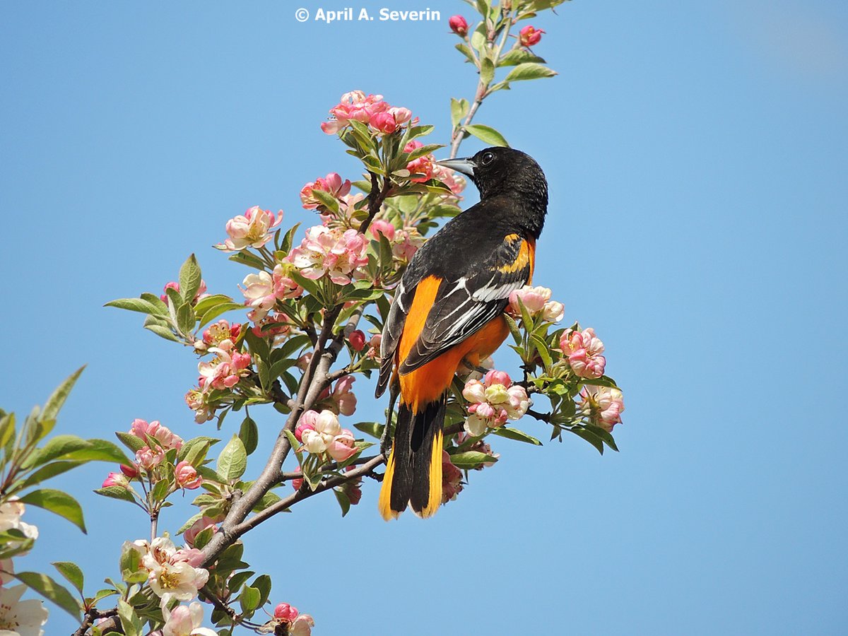 AprilAnne2014's tweet photo. #WildlifeWednesday #BaltimoreOriole 5/14/17 #PrincessPoint #RBG #HamOnt #Canada #NorthAmerica #Animalia #bird #icterid
#nature #spring #photography 
@baxtercatshops @bigmarkp @BFCHamBurl @dundastard @Explorationproj @mixedmediashop 
@RBGCanada @Restaunique @Saskajanet https://t.co/6kXyPoV5Di