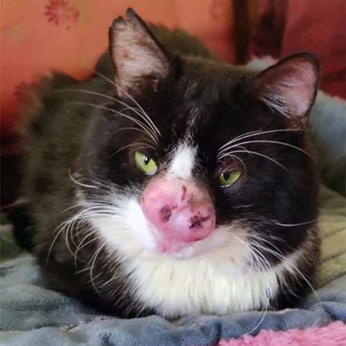 MeowAsFluff's tweet photo. Adorable Rescue Cat Is On The Road To Recovery After Suffering A Severe Fungal Infection
https://t.co/ZkAZT2cc8C
#blackandwhitecats #blackandwhitecat #rescuecats #rescuecatsrule #specialneedscats #specialneedscat #catlovers #catlife https://t.co/8zmRrsh7a5
