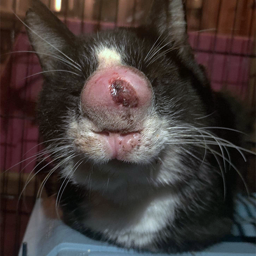 MeowAsFluff's tweet photo. Adorable Rescue Cat Is On The Road To Recovery After Suffering A Severe Fungal Infection
https://t.co/ZkAZT2cc8C
#blackandwhitecats #blackandwhitecat #rescuecats #rescuecatsrule #specialneedscats #specialneedscat #catlovers #catlife https://t.co/8zmRrsh7a5
