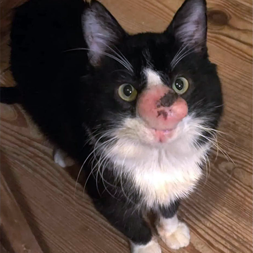 MeowAsFluff's tweet photo. Adorable Rescue Cat Is On The Road To Recovery After Suffering A Severe Fungal Infection
https://t.co/ZkAZT2cc8C
#blackandwhitecats #blackandwhitecat #rescuecats #rescuecatsrule #specialneedscats #specialneedscat #catlovers #catlife https://t.co/8zmRrsh7a5