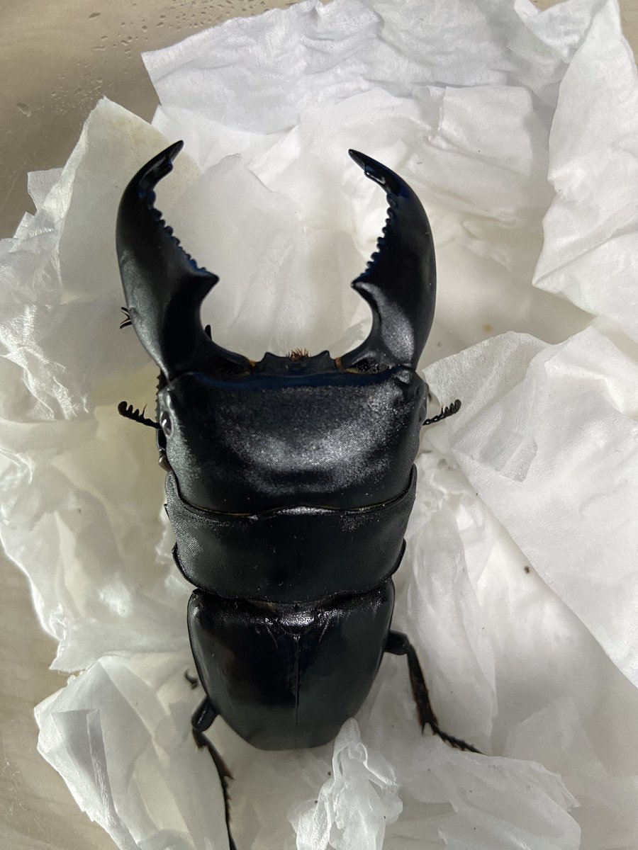 体长：83   牙幅：11.6