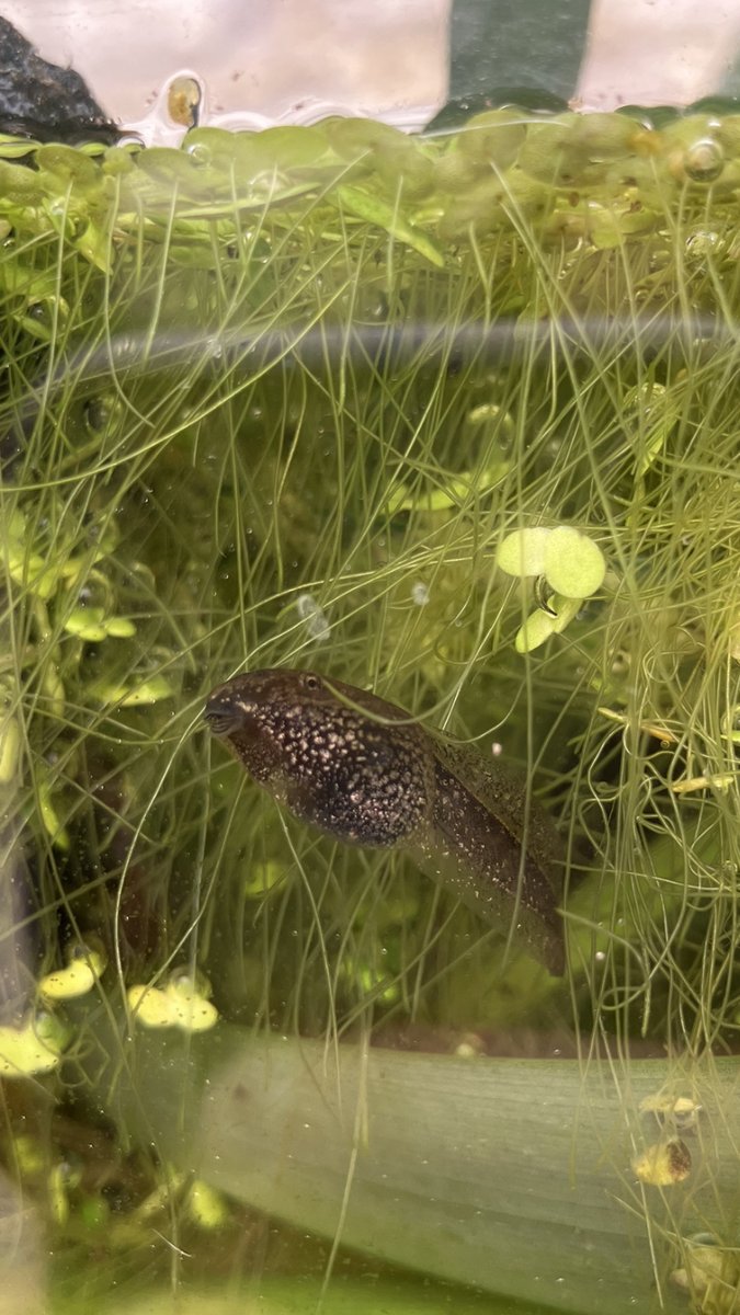 A speckled #frog #tadpole is developing nicely in a nursery tank in our dementia-friendly garden at #StreathamCommon. 

Our project participants are enjoying watching it grow. 

#LeapingForwardForDementia