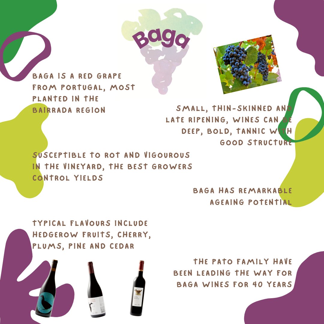 This week we are celebrating 'Baga Week'

Here is your Baga crib sheet! We love the grape and the wines it makes!

#winesofportugaluk #portugal #winelover #winemerchant #sommelier #sommlife #shoplocal #wine #winetasting #baga #bagaweek #rrltdwine
