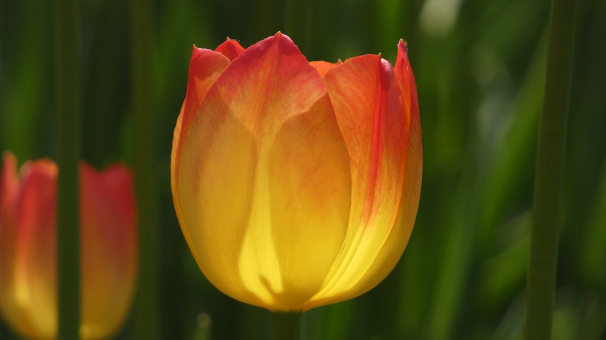 LuKing16's tweet photo. @CdnTulipfest 
The tulips are almost in full bloom. The opening weekend will be fantastic. https://t.co/jcshkQtKxD