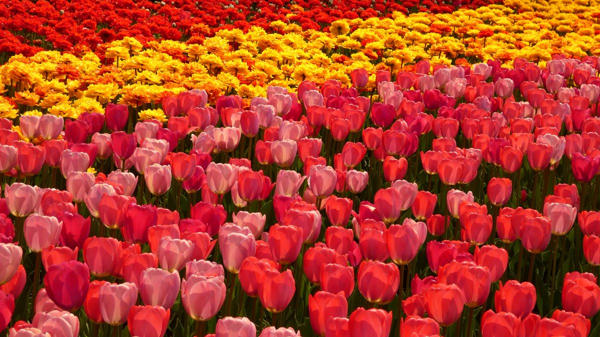 LuKing16's tweet photo. @CdnTulipfest 
The tulips are almost in full bloom. The opening weekend will be fantastic. https://t.co/jcshkQtKxD