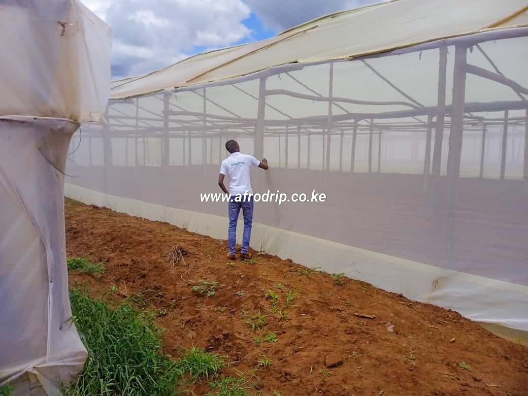 #Greenhousefarming
Field visit and supply at Spring 🌱 farm. Greenhouse farming can be more sustainable than traditional farming methods as it uses less land, reduces the need for pesticides and herbicides, and can be designed to minimize waste and energy usage.
#afrodrip