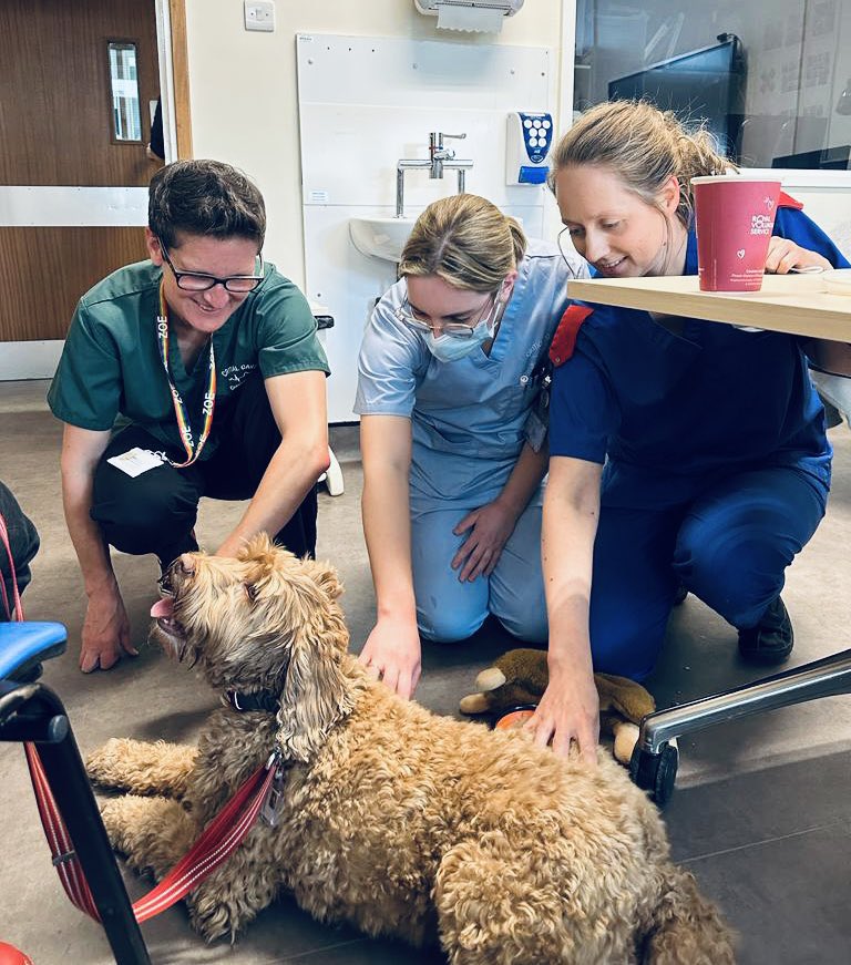 Finally got to meet the star of the unit….. Billie our therapy dog! She is having such a positive effect on patients and staff! <a href="/janestokes13/">Jane Stokes - Photographer 💙</a> <a href="/PetsAsTherapyUK/">Pets As Therapy</a> <a href="/jesskirkdale/">jesskirkdale</a>