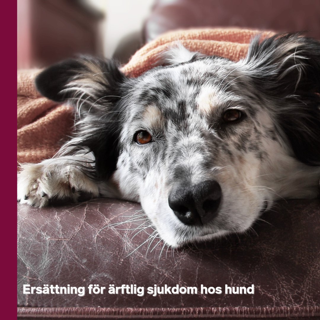 BLexnova's tweet photo. En hundköpare har rätt till prisavdrag med 17 500 kronor sedan ett ärftligt fel upptäckts och hunden fick avlivas. Däremot nekar tingsrätten ersättning för veterinärkostnader. Läs mer: https://t.co/pCXwxAC3CS https://t.co/2S2KDewEJr