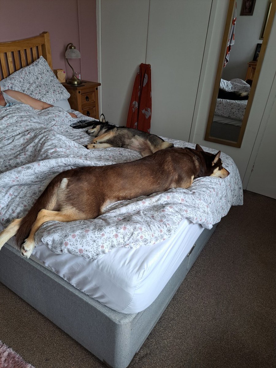 WWPdogs's tweet photo. ⭐️♥️Adoption update! ♥️ ⭐️
HATTIE went to her forever home last week. Looks like she's made herself at home already with her new sister! Thank you for all your RT's and for helping to raise awareness of our dogs. https://t.co/ZM2T06e3kD