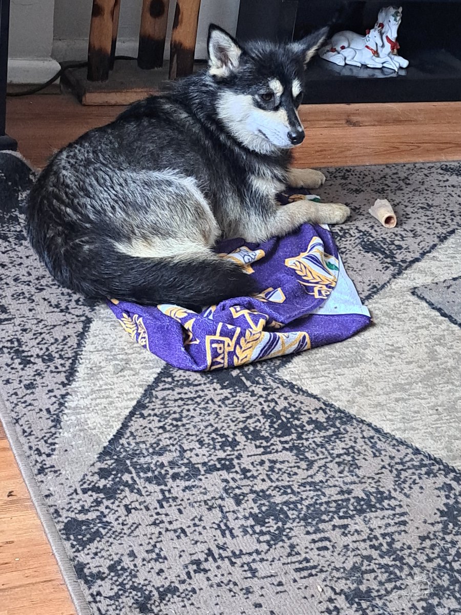 WWPdogs's tweet photo. ⭐️♥️Adoption update! ♥️ ⭐️
HATTIE went to her forever home last week. Looks like she's made herself at home already with her new sister! Thank you for all your RT's and for helping to raise awareness of our dogs. https://t.co/ZM2T06e3kD