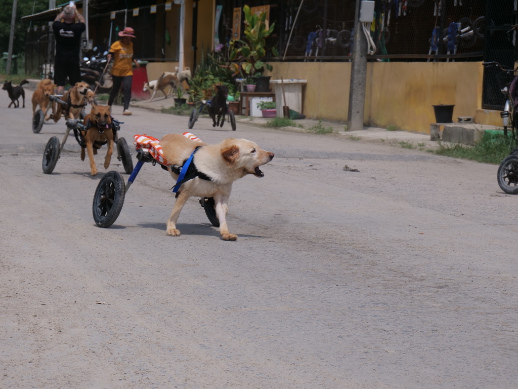 TMTRD The Man That Rescues Dogs Foundation on Twitter "The