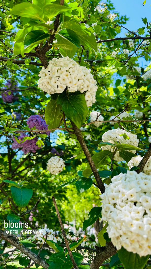 some blooms in berlin.