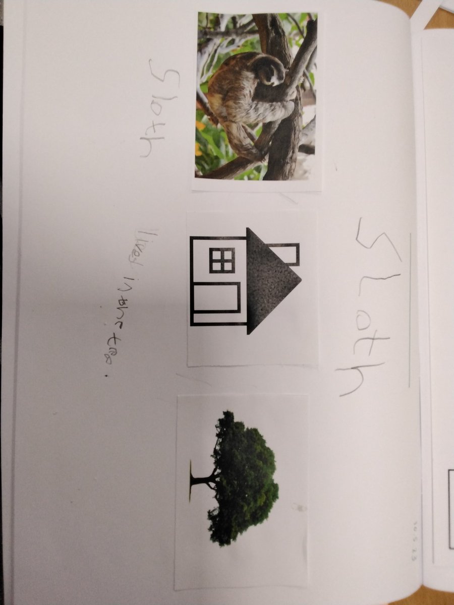 MarlboroughPrim's tweet image. #shootingstars We are learning all about sloths. We are using pictures to to help us construct a sentence. #oracy #sentencestructure #amazinganimals