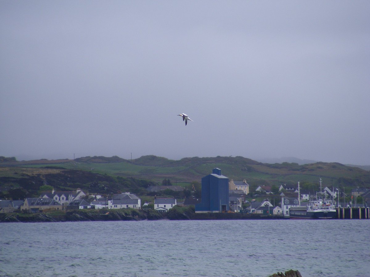 art_rumble's tweet photo. Watching the gannets fish at the singing sands. https://t.co/wcOL88jjc1