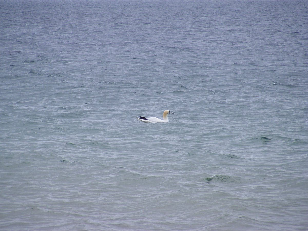art_rumble's tweet photo. Watching the gannets fish at the singing sands. https://t.co/wcOL88jjc1