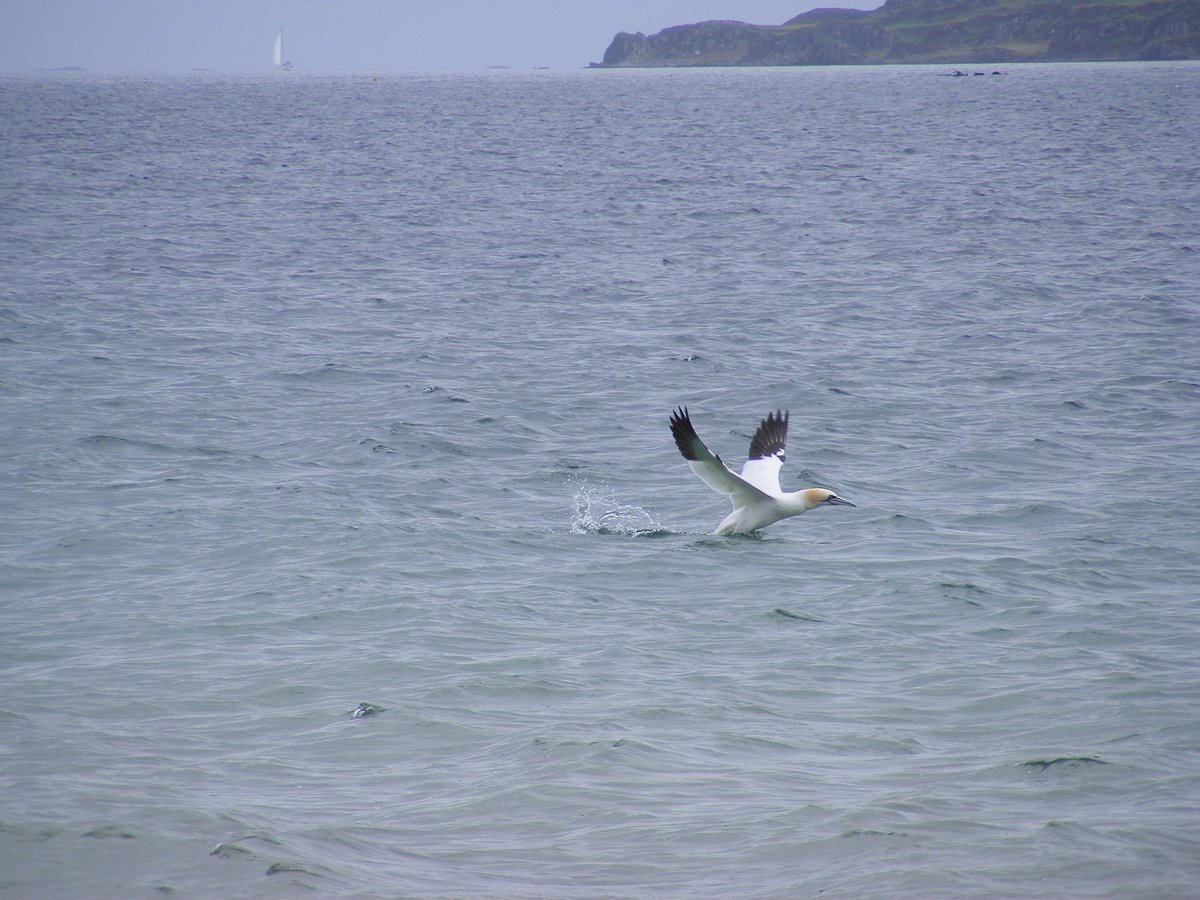 art_rumble's tweet photo. Watching the gannets fish at the singing sands. https://t.co/wcOL88jjc1