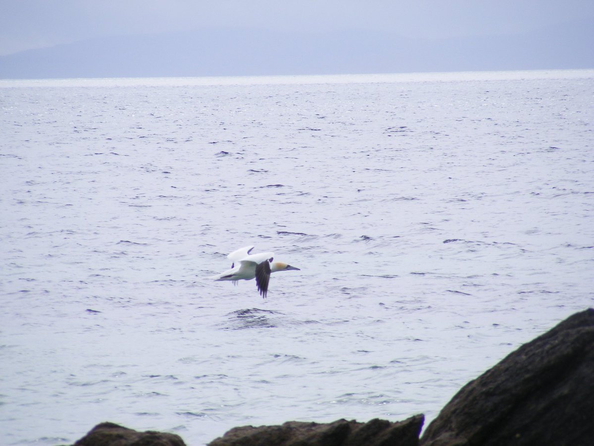 art_rumble's tweet photo. Watching the gannets fish at the singing sands. https://t.co/wcOL88jjc1