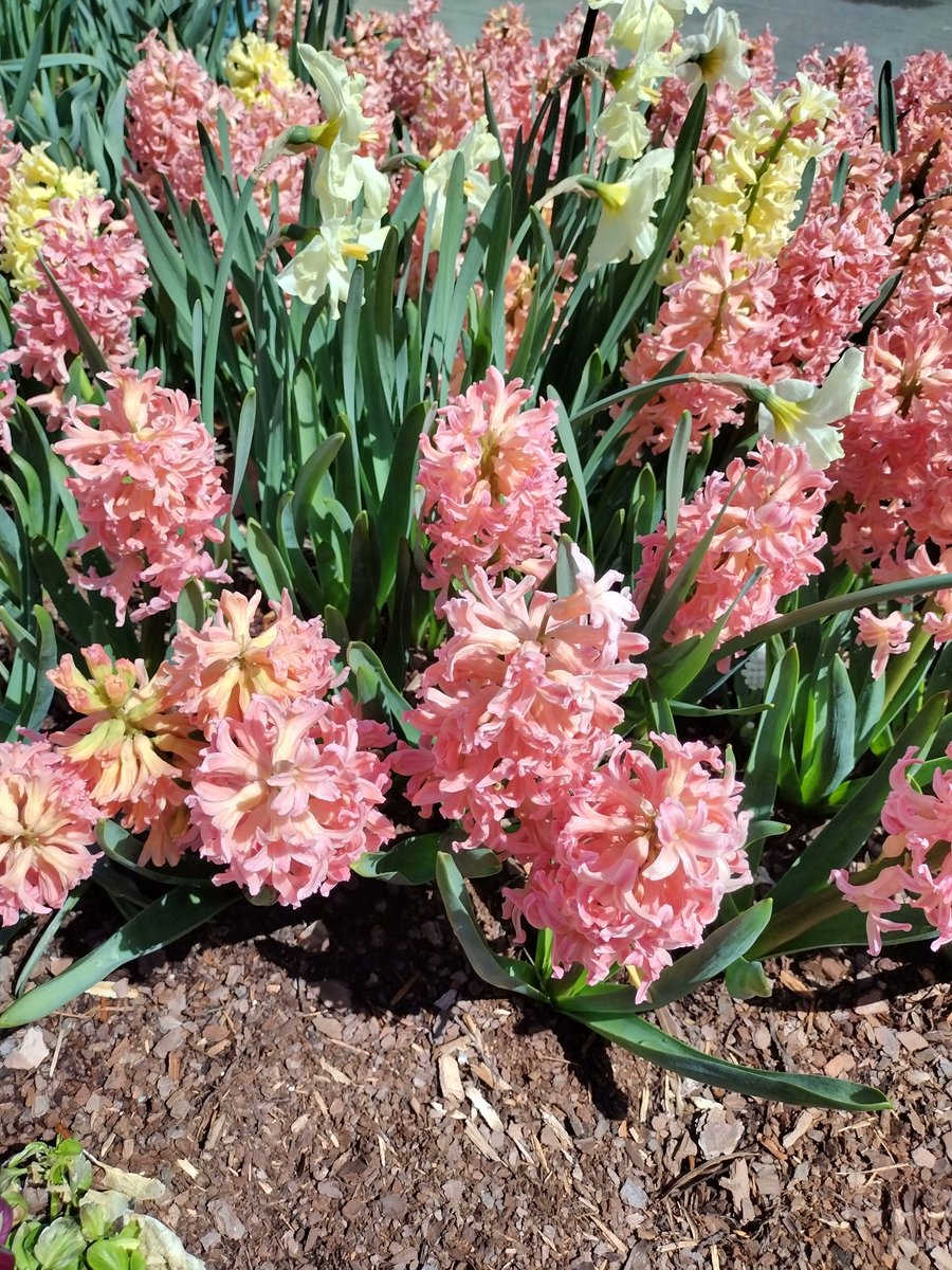 GCTutorials's tweet photo. A link to a fun game to put together for exploring nature can be found below.  Enjoy God's beautiful creation while learning more about the plants in it.  https://t.co/aBxjGRnxnJ https://t.co/wdx5WCLG8e