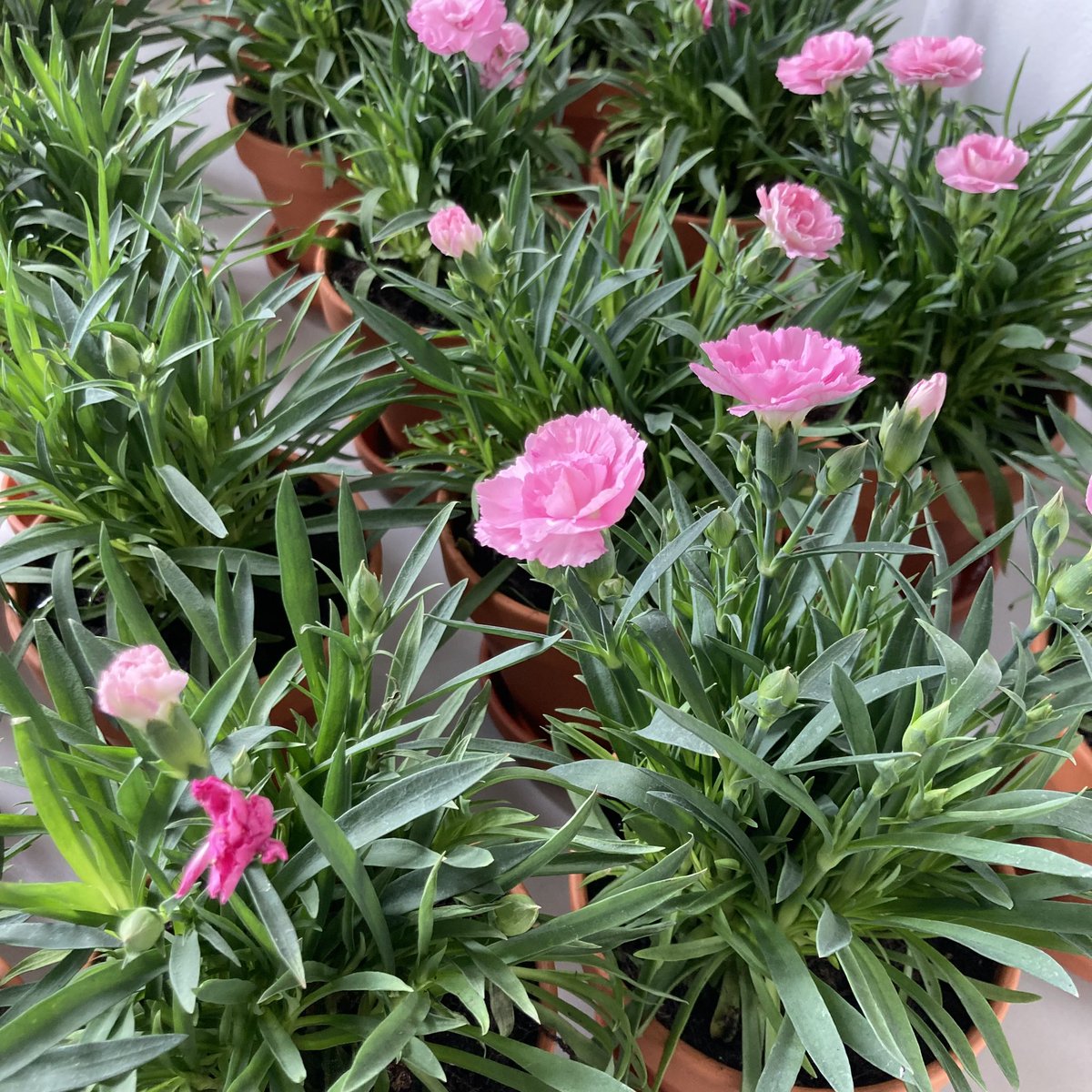 MarenL_13's tweet photo. Real flowers in the lab 🌸
Vorbereitungen für meine Antrittsvorlesung morgen laufen auf Hochtouren @FB08_JLU . Falls noch jemand online zuhören will bitte für Zugangsdaten melden #LeppleLab #NewProf #chemistry #ceramics https://t.co/g4XDVhih75