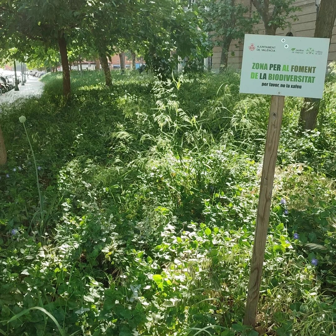 indignadax3's tweet photo. @AjuntamentVLC  ¿me podéis explicar porque en una zona de fomento de la biodiversidad lo habéis cortado todo a ras de suelo? y de paso como se lo explico a mi peque. Que vergüenza. Pongo foto de hace una semana y ahora. https://t.co/4QhHfraK9X