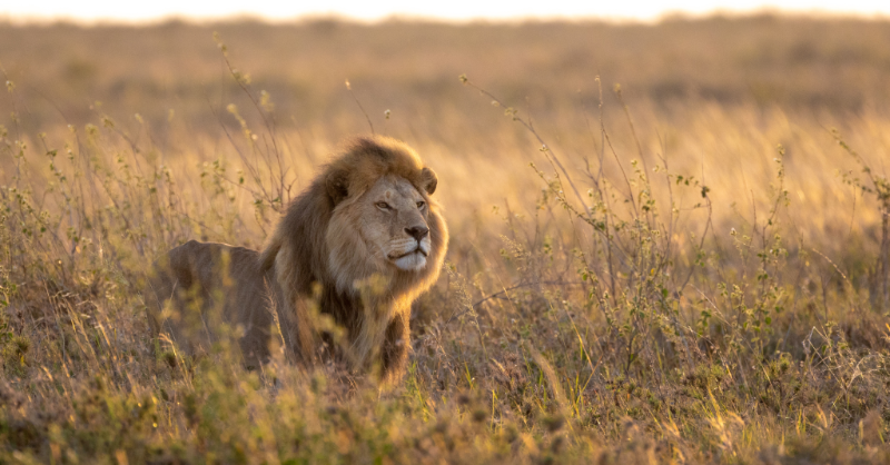 FrontiersIn's tweet photo. In our latest #FrontierScientists series, we spoke with Dr. Laurence G Frank, director of the conservation research group, Living With Lions, about his career and research on lion conservation.

Read his study in @FrontEcolEvol: https://t.co/kTrDpYdNt2, or our news story ⬇