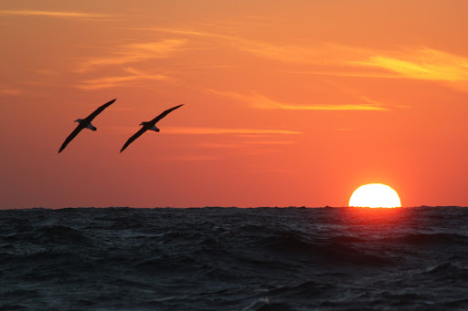 GlobalFishWatch's tweet photo. 🚨 BREAKING: New research published today in @sciencedirect shows #tuna longline fishing vessels pose a significant risk to threatened #albatross.

@GlobalFishWatch &amp; @BirdLifeMarine used GPS data to reveal these vessels operate at the worst time of day 👉 https://t.co/C4N7ruozno https://t.co/XdjPKeGe5A