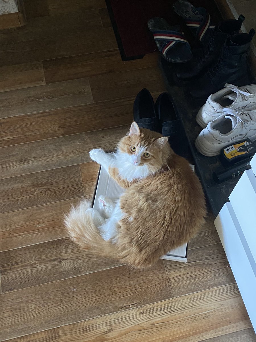 mironke's tweet photo. день 5 использования коробки из-под пиццы как самой любимой лежанки в мире https://t.co/4N6DvM2cr5