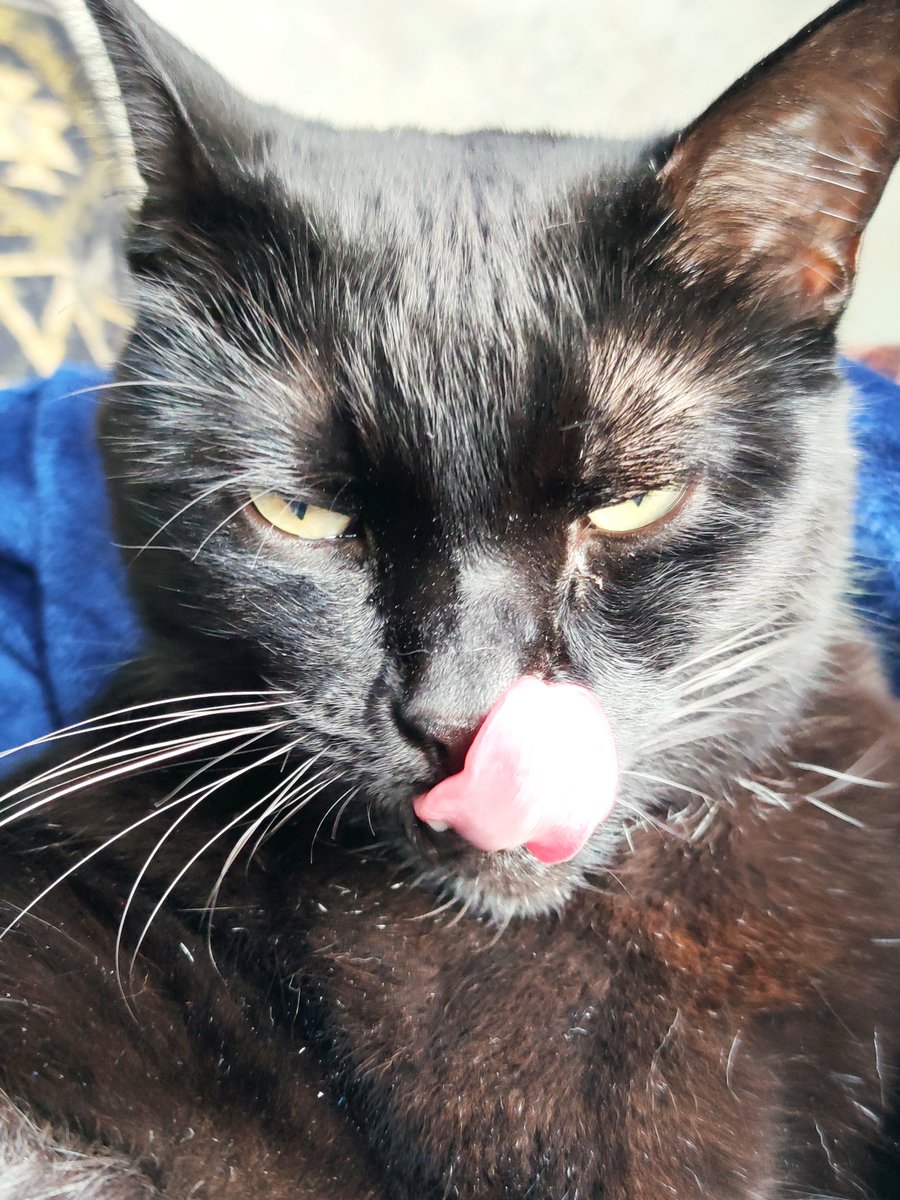 Kit (Ryu) 🐅 tweet media