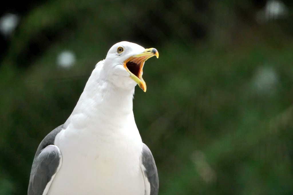 ＿人人人人人人人人人人＿
＞  愛　鳥　週　間　‼️  ＜
￣Y^Y^Y^Y^Y^Y^Y^Y^￣

#ウミネコ #BlackTailedGull 
#愛鳥週間