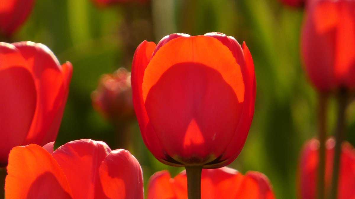 LuKing16's tweet photo. The tulips are almost in full bloom. The opening weekend will be fantastic. https://t.co/Ye3LVFLohR