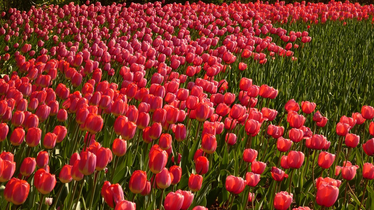 LuKing16's tweet photo. The tulips are almost in full bloom. The opening weekend will be fantastic. https://t.co/Ye3LVFLohR