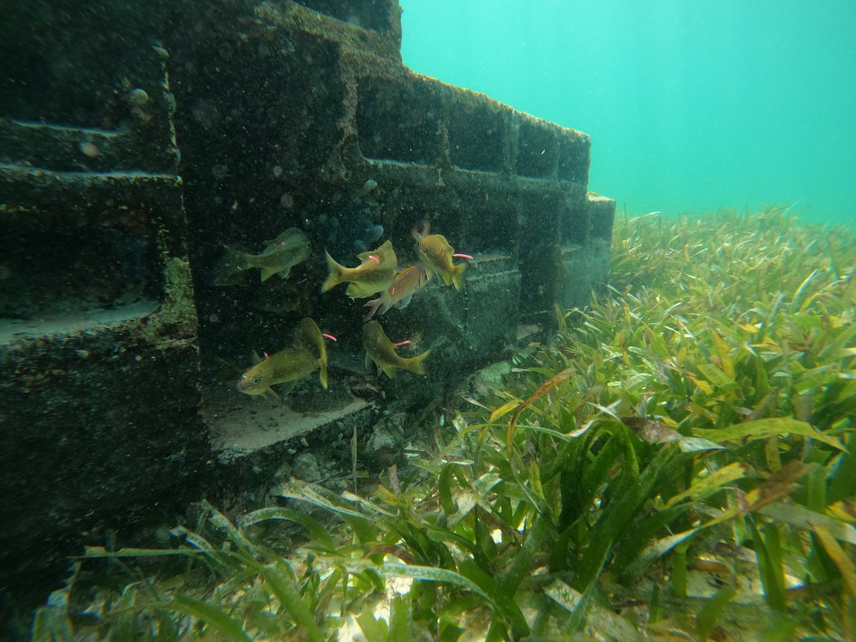 Coastal Ecology and Conservation Lab tweet media