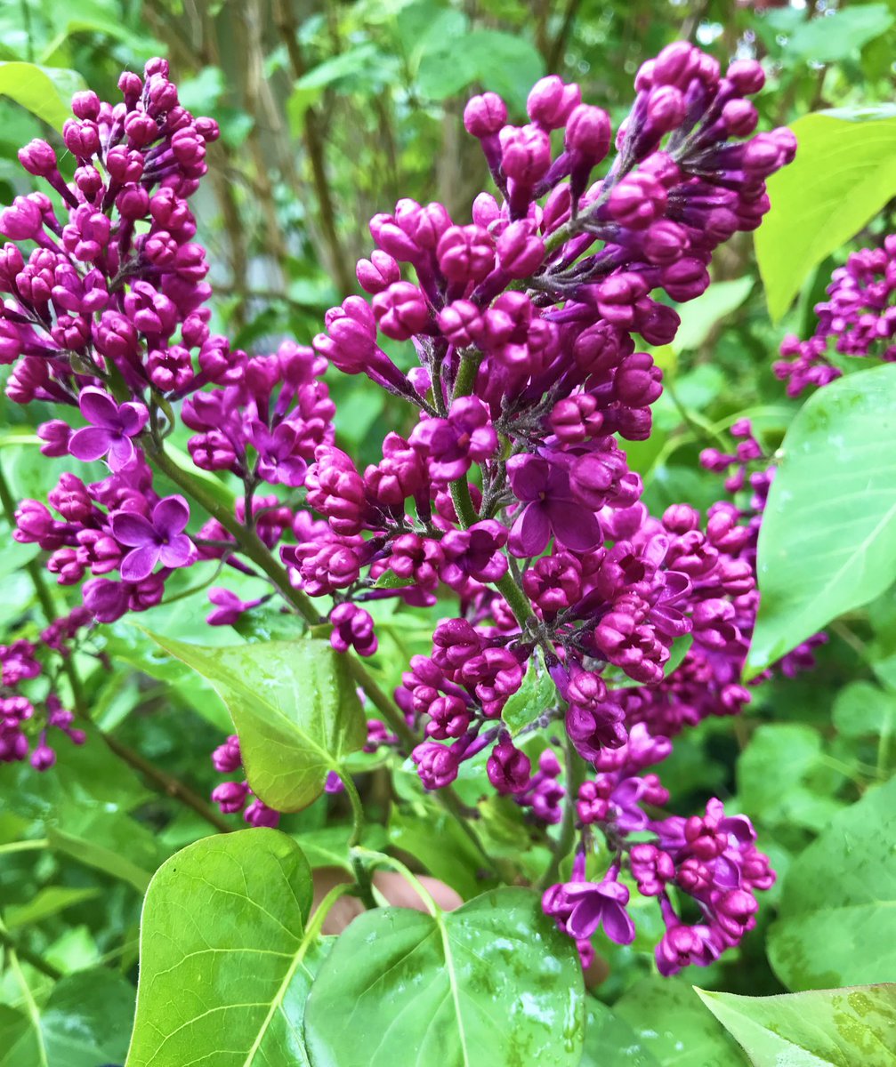 Violetter Flieder steht für Spiritualität. Ich spür's schon🥰