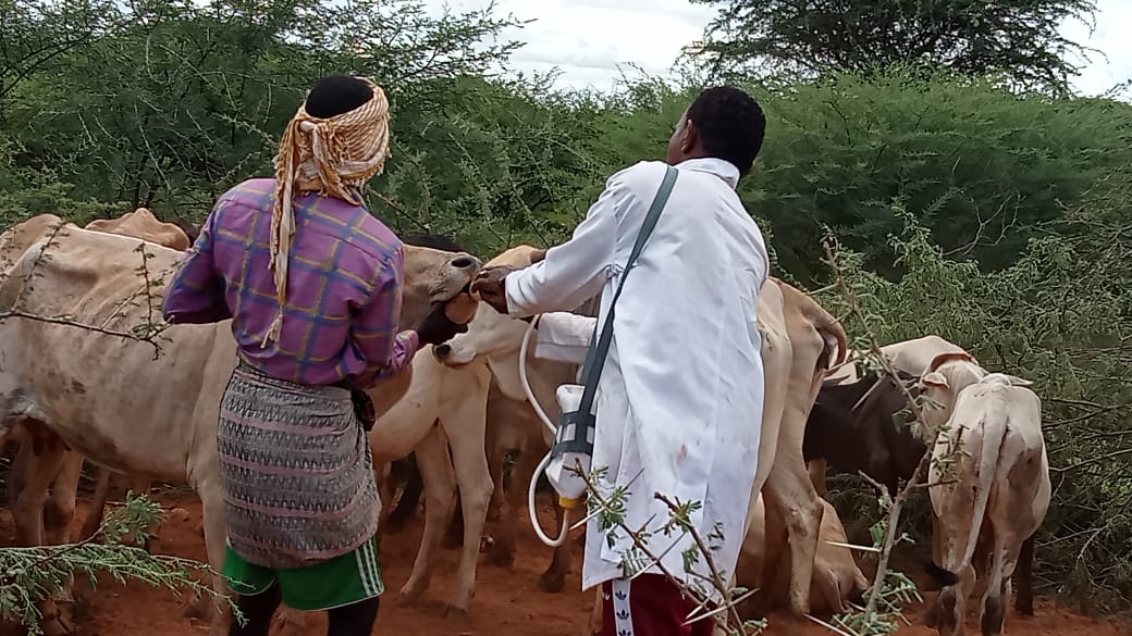 Ibrahim77Sheikh's tweet photo. Mass livestock vaccination and treatment exercises  at @Mandera_cgvt county wide roll out by H.E @MohamedAKhalif livestock diseases targeting vaccination include CCPP, S&amp;G pox, LSD and RVF with the aim of livestock disease outbreak reduction and increase household income https://t.co/emhnTIA6bt