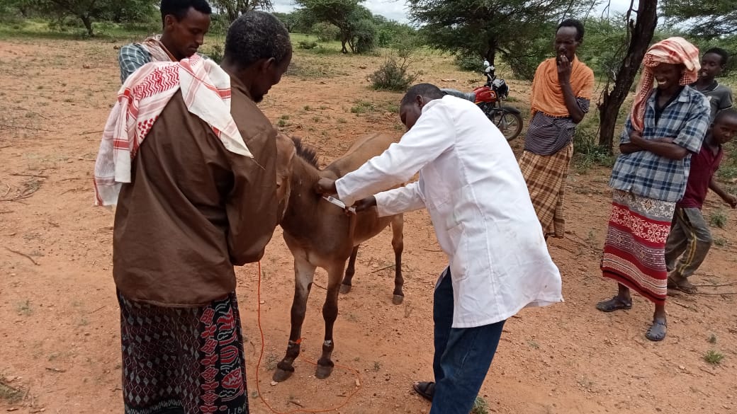 Ibrahim77Sheikh's tweet photo. Mass livestock vaccination and treatment exercises  at @Mandera_cgvt county wide roll out by H.E @MohamedAKhalif livestock diseases targeting vaccination include CCPP, S&amp;G pox, LSD and RVF with the aim of livestock disease outbreak reduction and increase household income https://t.co/emhnTIA6bt