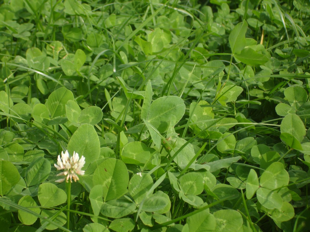 Clovers can play an important part on any farm looking to optimise nutrient inputs ☘️

Read more to find out how 👉 bit.ly/3MmS9LD