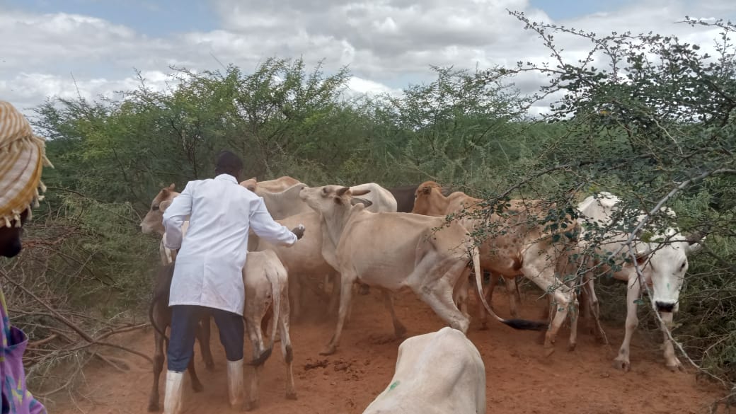 Ibrahim77Sheikh's tweet photo. Mass livestock vaccination and treatment exercises  at @Mandera_cgvt county wide roll out by H.E @MohamedAKhalif livestock diseases targeting vaccination include CCPP, S&amp;G pox, LSD and RVF with the aim of livestock disease outbreak reduction and increase household income https://t.co/emhnTIA6bt