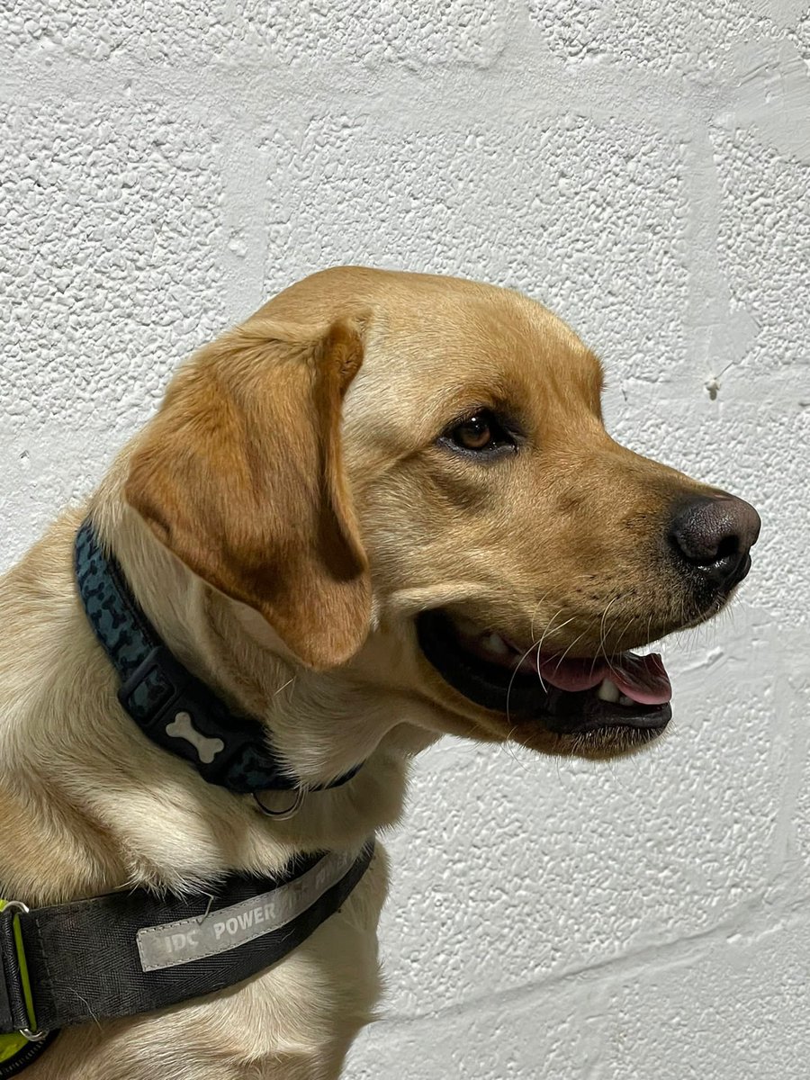 WagtailUK_dogs's tweet photo. This is Loki, one of a number of new dogs we are currently training to work at airports. Certified by CAA, Free Running Explosive Detection Dogs(FREDDs) offer real time cargo screening in an operational environment. #FREDDS #cargoscreening #snifferdogs #marketleader #usethebest https://t.co/ybkjzdlpPz