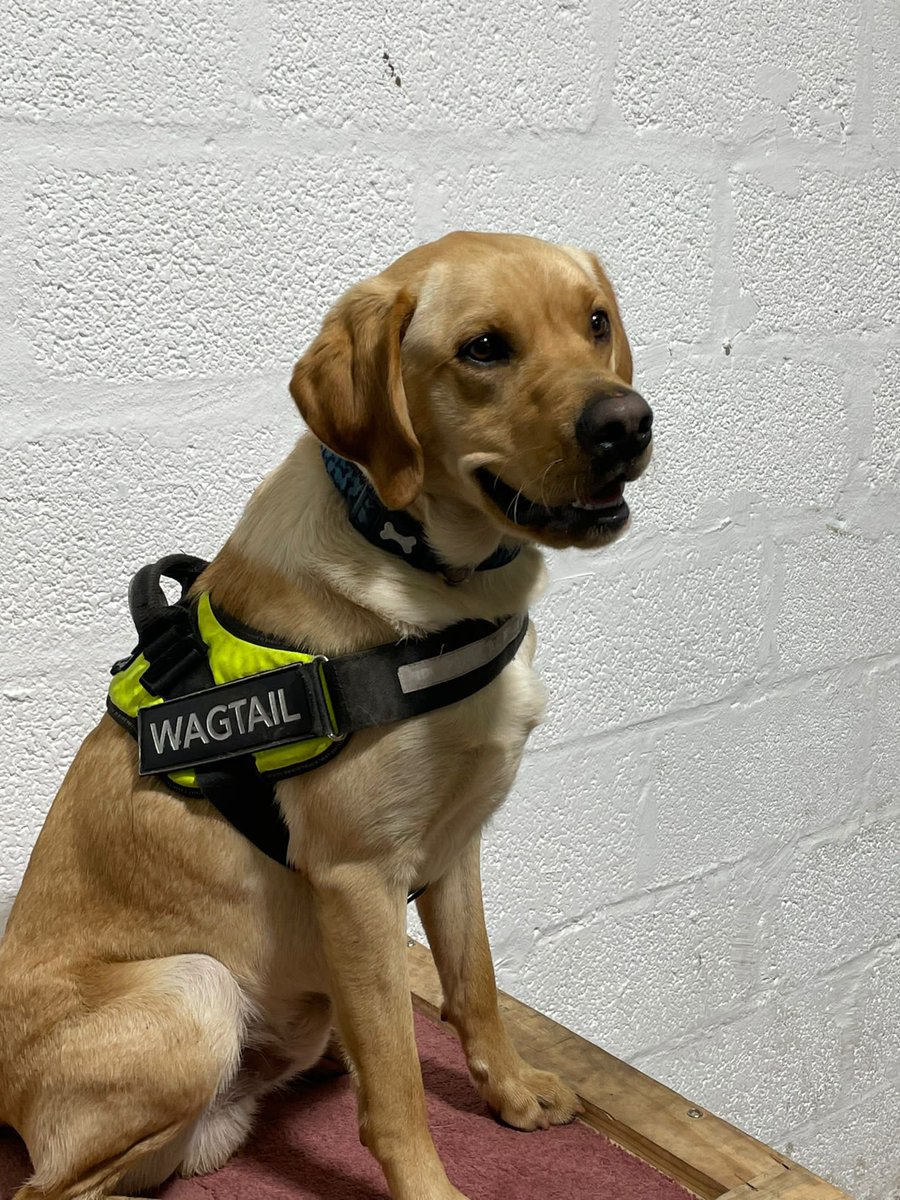 WagtailUK_dogs's tweet photo. This is Loki, one of a number of new dogs we are currently training to work at airports. Certified by CAA, Free Running Explosive Detection Dogs(FREDDs) offer real time cargo screening in an operational environment. #FREDDS #cargoscreening #snifferdogs #marketleader #usethebest https://t.co/ybkjzdlpPz