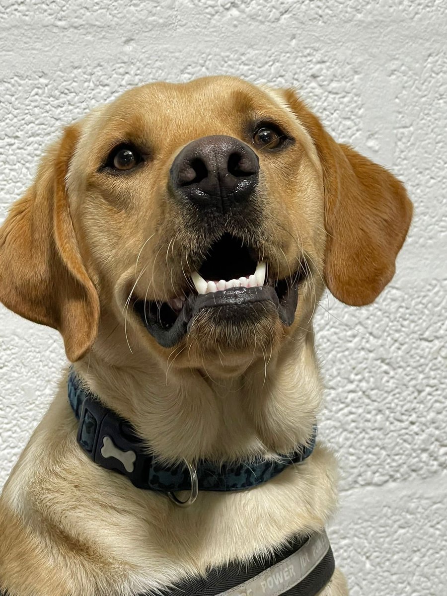WagtailUK_dogs's tweet photo. This is Loki, one of a number of new dogs we are currently training to work at airports. Certified by CAA, Free Running Explosive Detection Dogs(FREDDs) offer real time cargo screening in an operational environment. #FREDDS #cargoscreening #snifferdogs #marketleader #usethebest https://t.co/ybkjzdlpPz