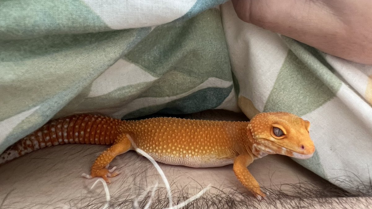 TheAngry_Pirate's tweet photo. @kdizzlin Mango sends sploots https://t.co/Dmvm2cXNB5