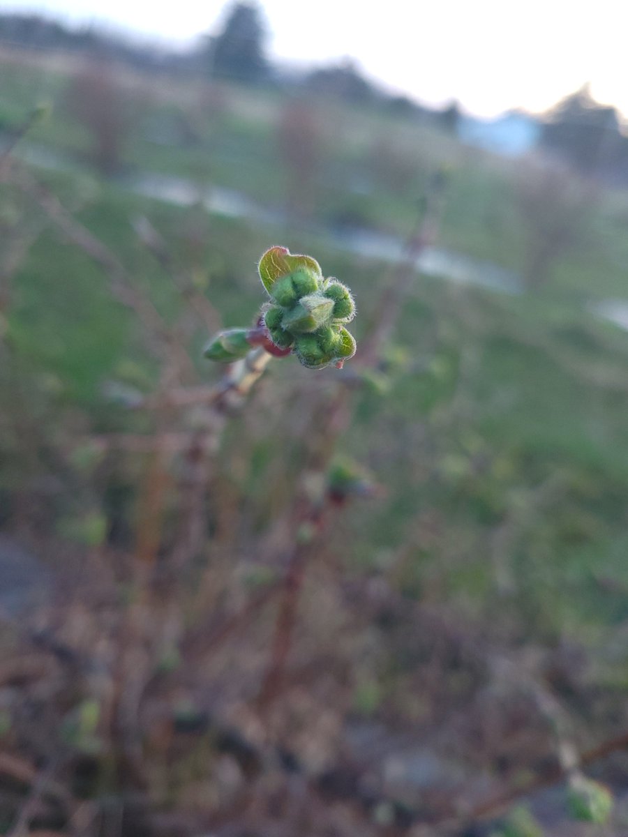 My #partnerincrime took me for a walk around the #field last night. Great to see the #haskaps finally #leafingout and won't be long now until they #bloom! Getting excited for this years #growingseason!