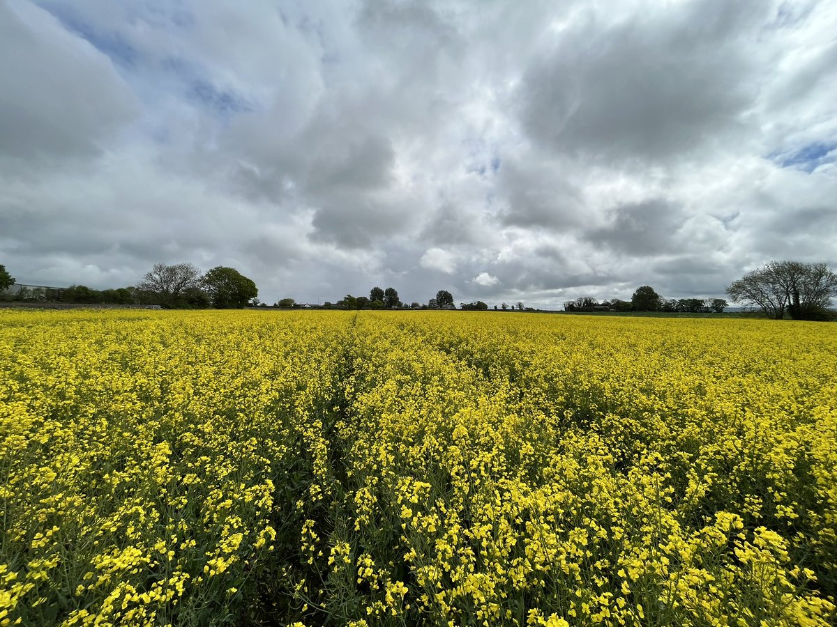 Agronomysilvers's tweet photo. Little bit of everything today @AgriiUK #cropwalking #monitoringcrops https://t.co/Pj3vaVWoID