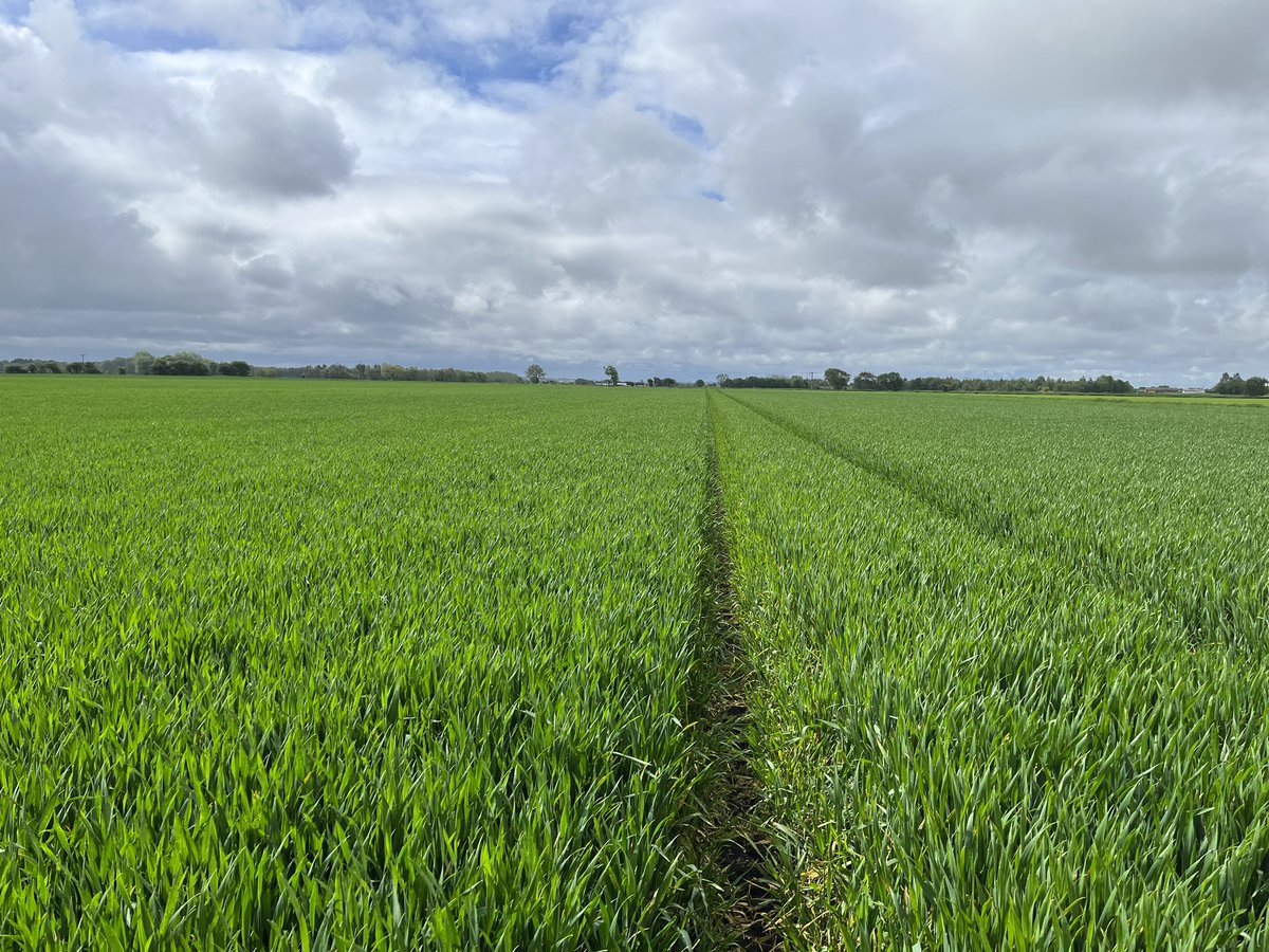 Agronomysilvers's tweet photo. Little bit of everything today @AgriiUK #cropwalking #monitoringcrops https://t.co/Pj3vaVWoID