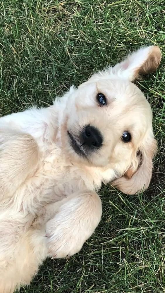 BestForPets4's tweet image. Good morning, world! 🌅🐶 Starting my day with a sunrise and fresh air, just like I do every day. It&apos;s the perfect way to get energized and ready for whatever comes my way! Happy Wednesday, everyone! ☀️❤️ #WednesdayMotivation #DogLife #DogsOfTwitter #DogLover