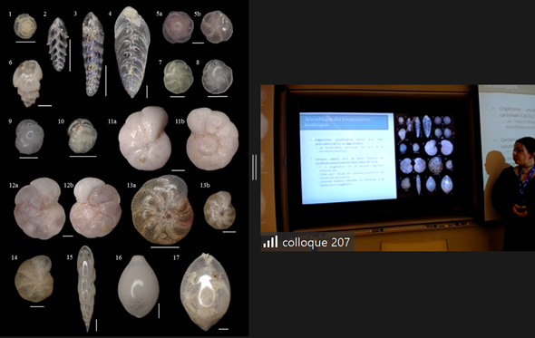 AcfasNG's tweet photo. Au tour de Tiffany Audet de @GeotopQC de nous parler d'#hypoxie, mais par une approche complètement différente, appelée #micropaléontologie.
Ici, la #microfaune est utilisée pour tracer l'#hypoxie dans le chenal Laurentien !
#AcfasC207 https://t.co/PXFTLW1jrH
