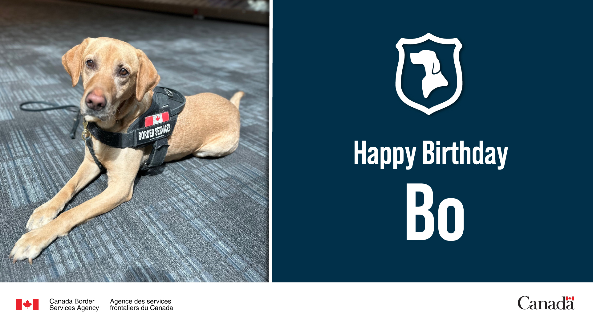 What Do You Need To Take A Dog Across The Canadian Border