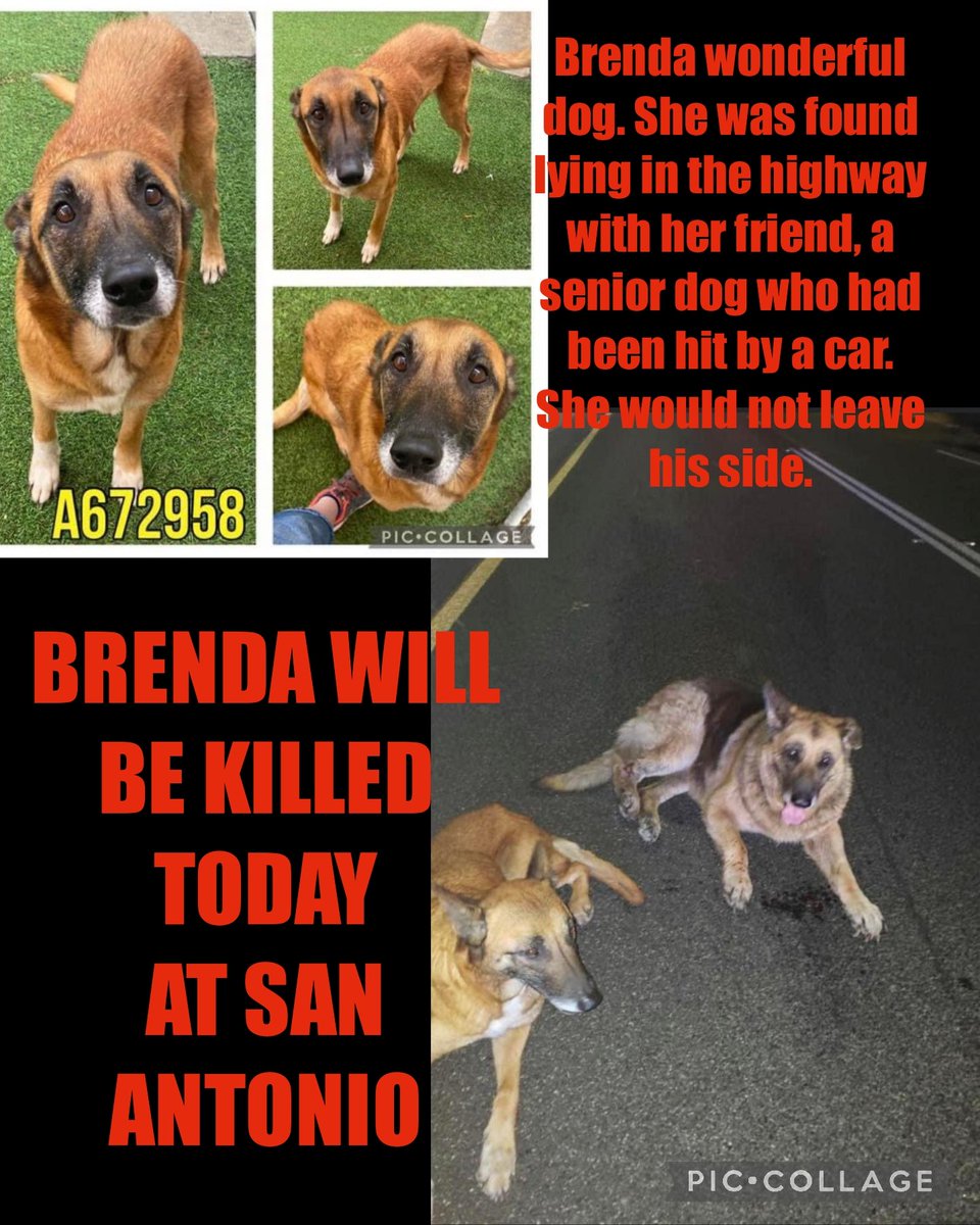 carawil17888192's tweet photo. BRENDA WILLBE KILLED TODAYโ๏ธโ๏ธ
She was found lying in the highway with her friend, a senior dog who had been hit by a car. She would not leave his side.
#A672958
6 YRS
BELG MALINOIS mix
47.5 LB
Hw-
San AntonioTx
#dogs #dogsofinstagram #dog #dogstagram #puppy #doglover https://t.co/6nfM1smEyO