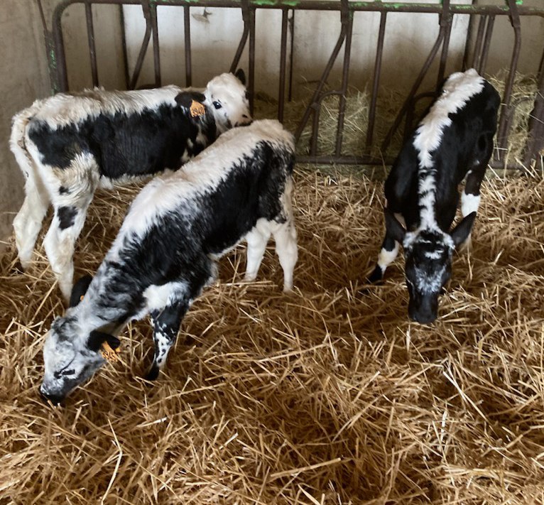 alexandre123698's tweet photo. Un joli lot de femelles Holstein avec le gène "Lineback" au Gaec de la Vée (61).
La beauté des Vosgiennes avec la performance des Holsteins.
#CIACrespelle #Lineback #ceuxquifontlelait https://t.co/fLPjrWpcv4